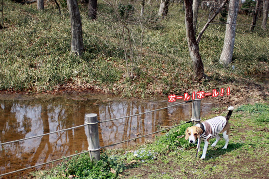 ビーグル きなこ