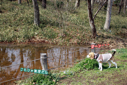 ビーグル きなこ