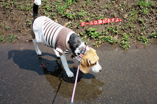 ビーグル きなこ