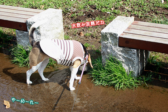 ビーグル きなこ