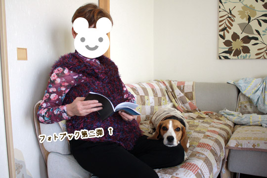 ビーグル きなこ