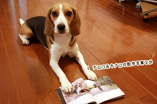 ビーグル きなこ