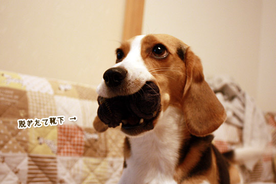 ビーグル きなこ