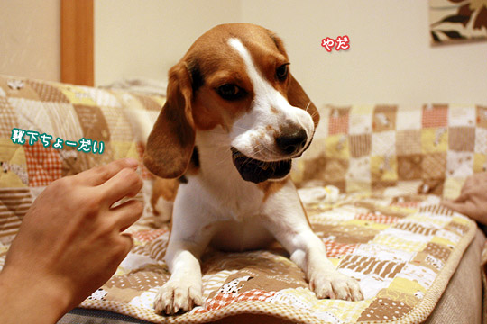 ビーグル きなこ