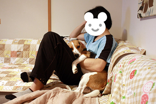 ビーグル きなこ