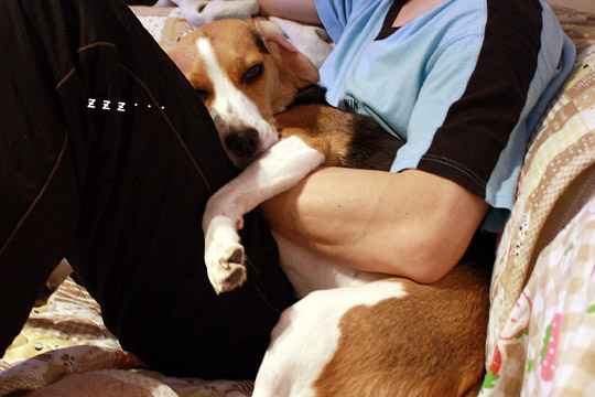 ビーグル きなこ