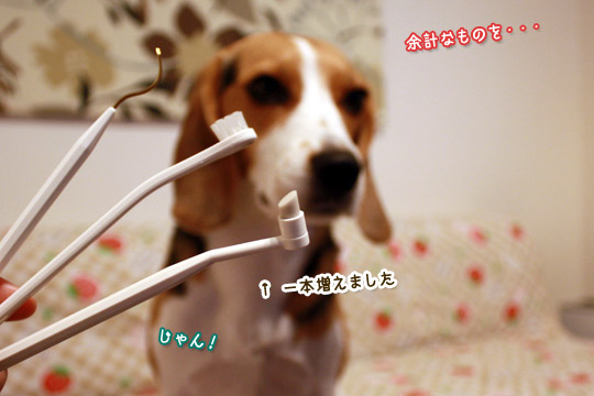 ビーグル きなこ