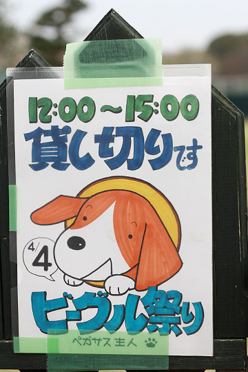 ビーグル きなこ