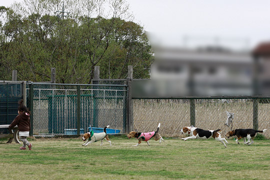 ビーグル　きなこ