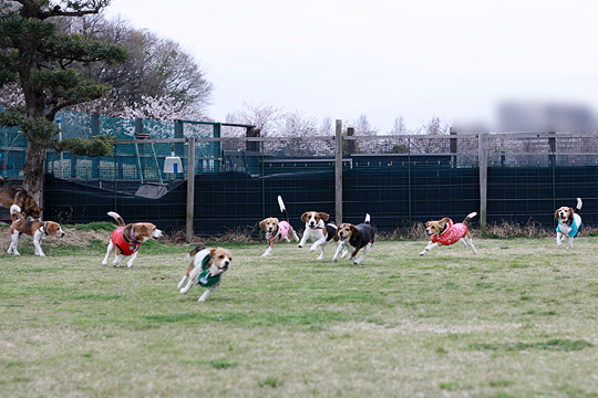 ビーグル　きなこ