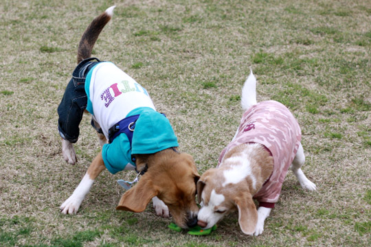 ビーグル きなこ
