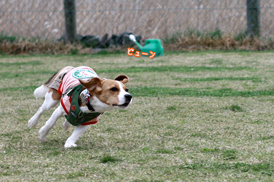 ビーグル　きなこ