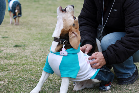 ビーグル　きなこ