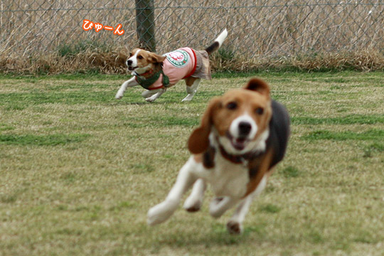 ビーグル　きなこ