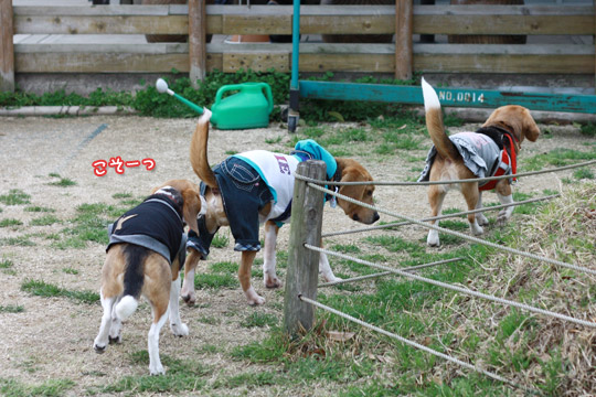 ビーグル きなこ
