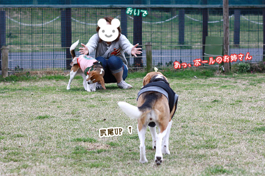 ビーグル きなこ