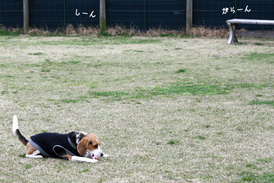 ビーグル　きなこ