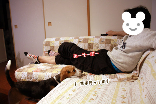 ビーグル きなこ