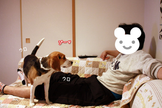 ビーグル きなこ