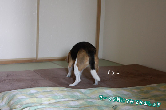 ビーグル きなこ