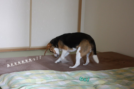 ビーグル きなこ