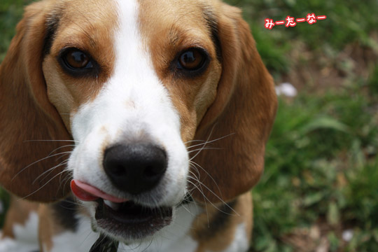 ビーグル きなこ