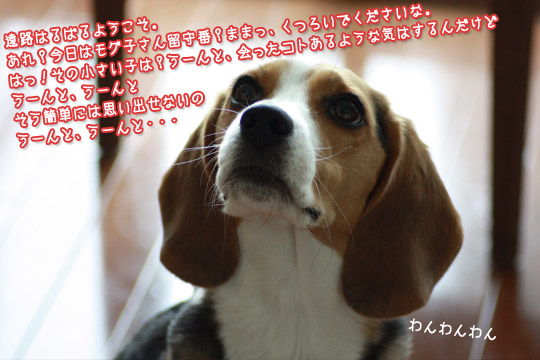 ビーグル きなこ