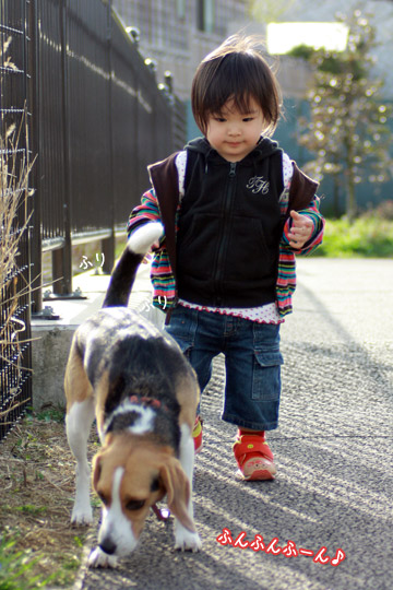 ビーグル きなこ