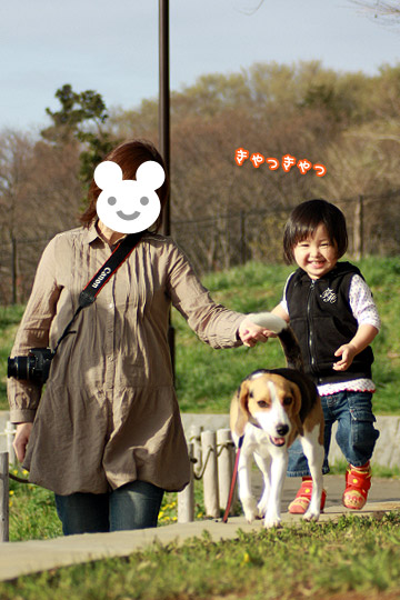 ビーグル きなこ