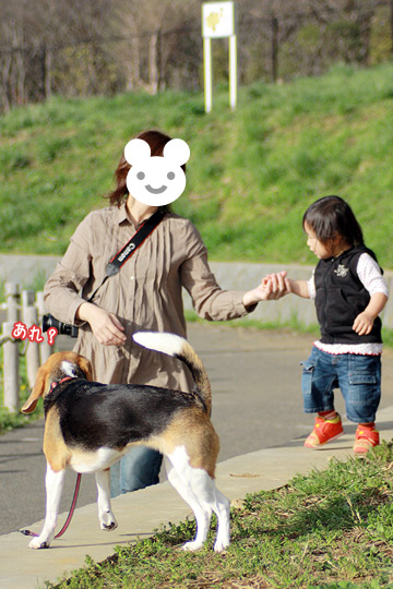 ビーグル きなこ