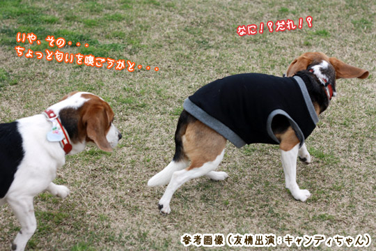 ビーグル きなこ