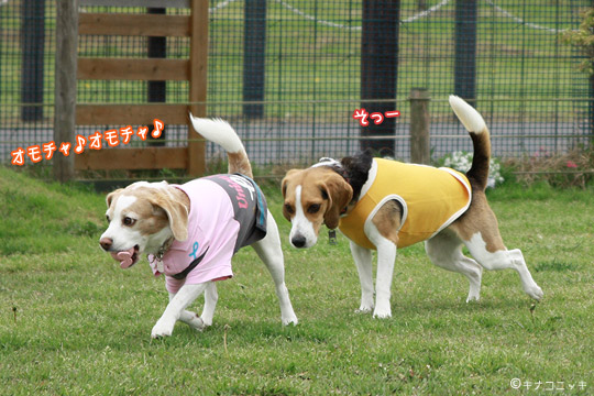 ビーグル きなこ