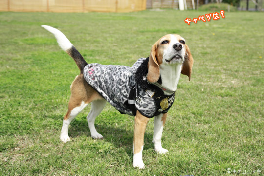 ビーグル きなこ