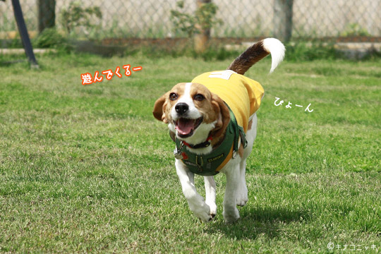 ビーグル きなこ
