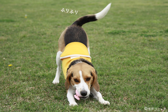 ビーグル きなこ