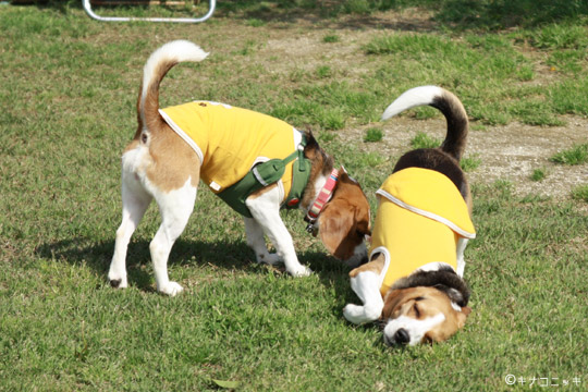 ビーグル きなこ