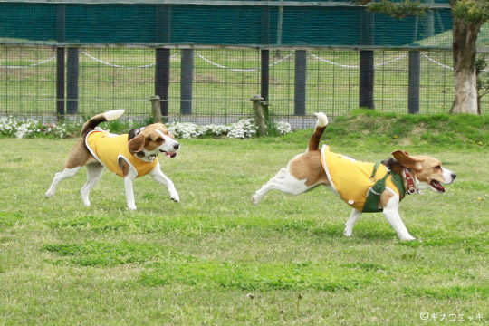 ビーグル　きなこ