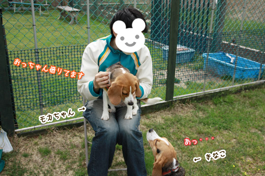 ビーグル きなこ