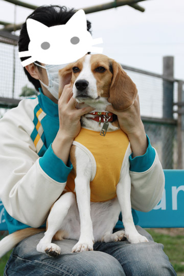 ビーグル きなこ