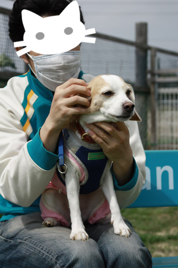 ビーグル きなこ