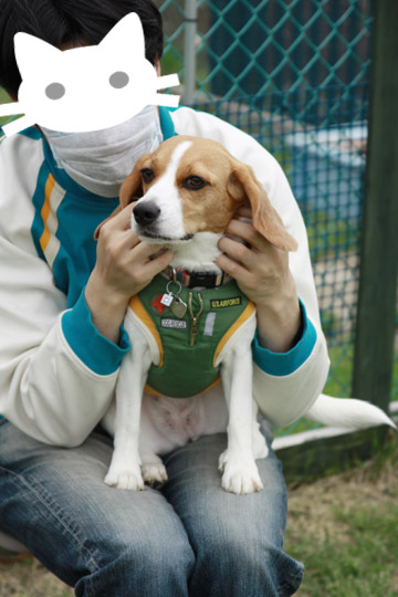 ビーグル きなこ