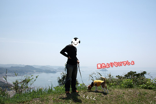 ビーグル きなこ