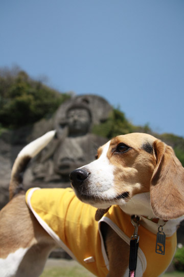 ビーグル きなこ