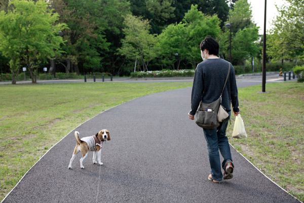 ビーグル　きなこ