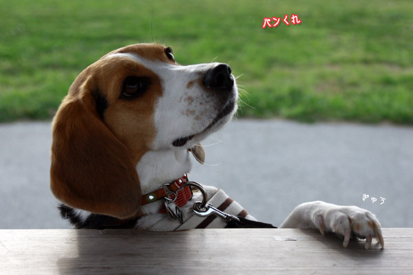 ビーグル　きなこ