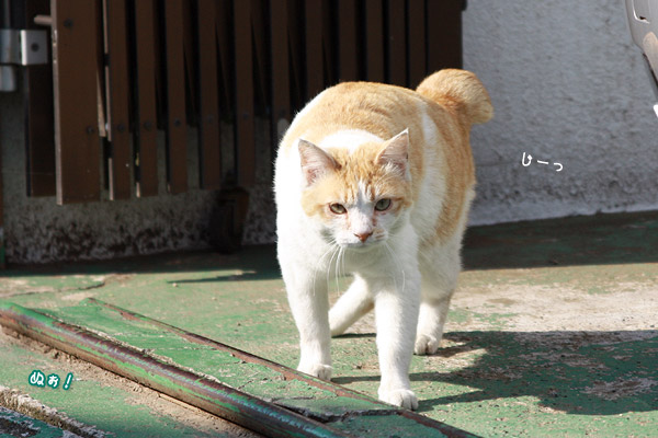 ビーグル きなこ