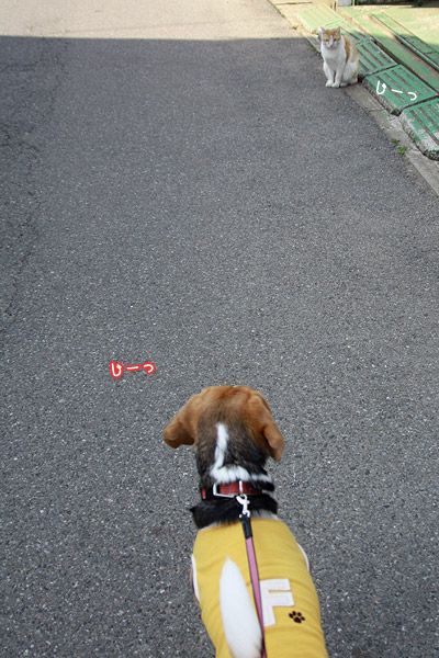 ビーグル きなこ