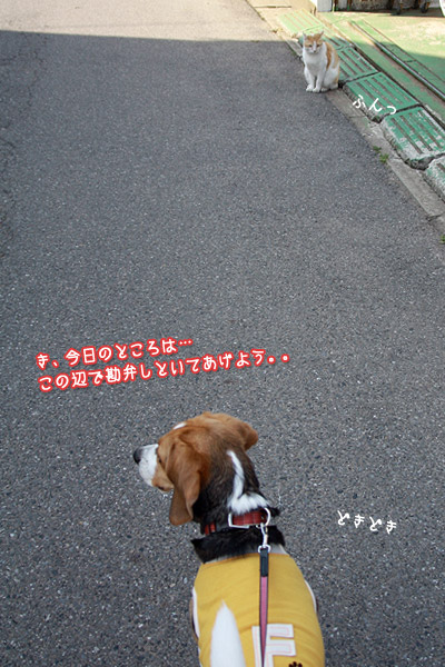 ビーグル きなこ