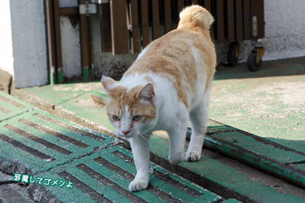 ビーグル きなこ