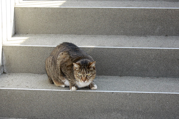 ビーグル きなこ